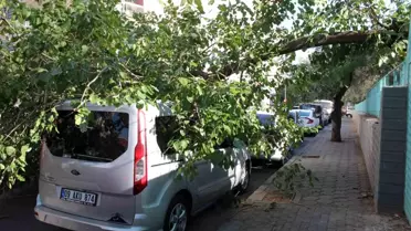 Aydın'da Park Halindeki Aracın Üzerine Ağaç Devrildi