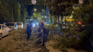 Aydın'da Motosiklet Sürücüsüne Ağaç Dalları Düştü