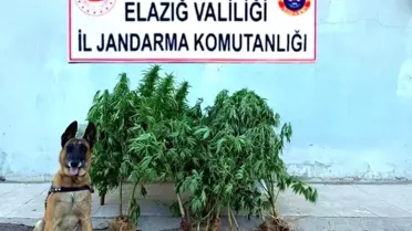 Elazığ'da Kenevir Operasyonu: 40 Kök Ele Geçirildi