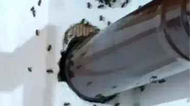 Gümüşhane'de Evin İçine Yuva Yapan Arılarla Mücadele