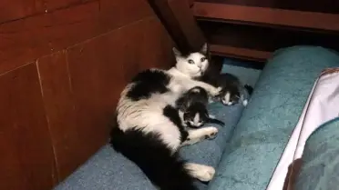 Osmancık Camii'nde Anne Kedi ve Yavruları