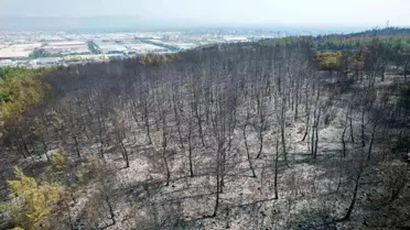 Manisa'da Orman Yangını Kontrol Altına Alındı
