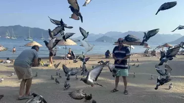 Marmaris'te Güvercinlere Duyarlı Yardım