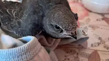 Yaralı Ebabil Kuşu Tedavi Edildi