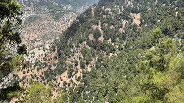 Adana'da Orman Yangını