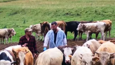 Ardahan'da Şap Hastalığına Karşı Karantina