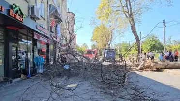 Sakarya'da asırlık ağaç binanın üzerine devrildi