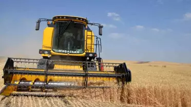 Bulanık'ta Buğday Hasadı Başladı