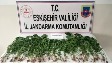 Kamu Arazisinde Kenevir Eken Şahıs Yakalandı