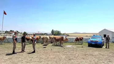 Kars'ta Kaybolan Hayvanlar Bulundu