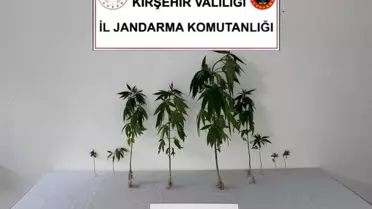 Kırşehir'de Yasa Dışı Kenevir Ele Geçirildi