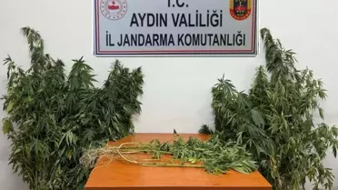 Nazilli'de Kenevir Operasyonu: 71 Kök Ele Geçirildi
