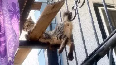 Balkon Demir Korkuluklarına Sıkışan Kedi İtfaiye Ekiplerince Kurtarıldı