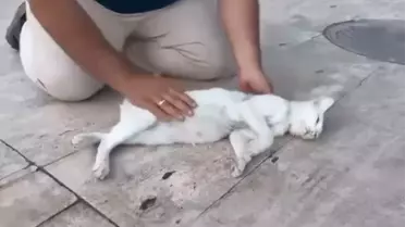 Sokak Kedisi İçin Kalp Masajı
