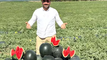 Malatya'da Kavun ve Karpuz Hasadı Başladı