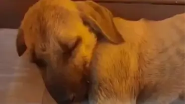 Yavru köpeğe sopayla defalarca vurdu