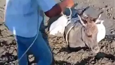 Kars'ta Eşek Kurtarma Operasyonu