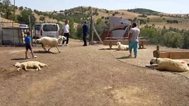 Kırıkkale'de 210 Küçükbaş Hayvan Telef Oldu