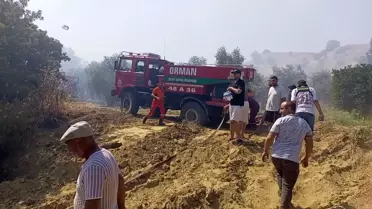 Nazilli'de Zeytinlik Alan Yangını