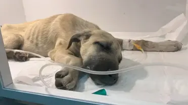 Sopayla Şiddete Uğrayan Yavru Köpek Tedavi Ediliyor