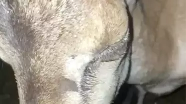 Bitkin Dağ Keçisi Bakıma Alındı