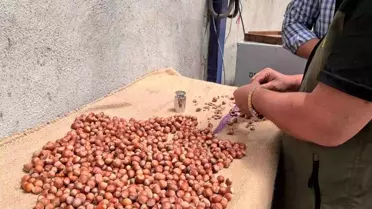 Alaplı'da Fındık Hasadı Tarihleri Belirlendi