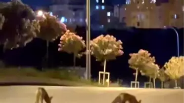 Başakşehir'de Tilki Sürüsü Görüntülendi