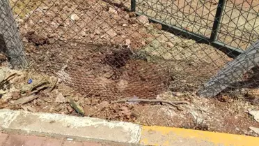 Başlıca Köpekler Ceylanları Parçaladı
