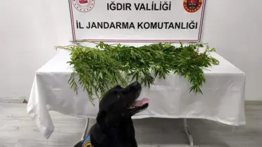 Iğdır'da Uyuşturucu Operasyonu: 1 Tutuklama