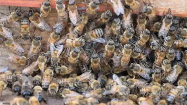 Bingöl Balı'nda Hasat Sezonu Açıldı