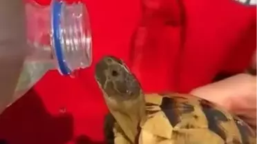Yangınlı Günlerde Hayvan Kurtarma