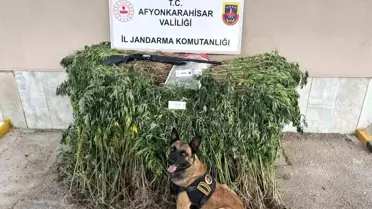 Afyonkarahisar'da Kenevir Operasyonu