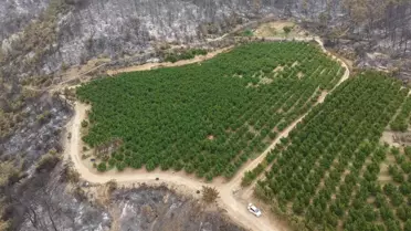 Yangın Ortasında Nektarin Bahçesi Hayatta Kaldı