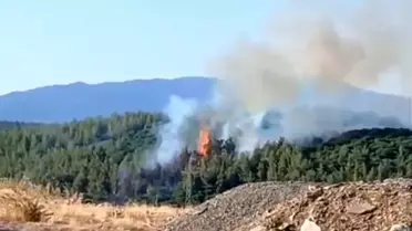 Tavas'ta Orman Yangını