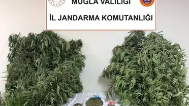 Muğla'da Uyuşturucu Operasyonu: 1 Gözaltı