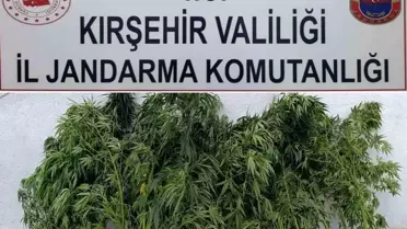 Kırşehir'de Yasa Dışı Kenevir Operasyonu