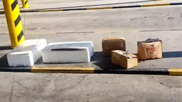 Muğla'da Zabıta Ekipleri Sahipsiz Midyeleri İmha Etti