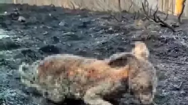 Çankırı Orman Yangını: Yaban Tavşanı Telef Oldu