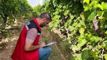 Sarıgöl'de 2025 Üzüm Rekolte Tahmini