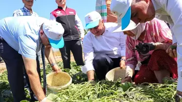 Sındırgı'da Kornisyon Hasadı Devam Ediyor