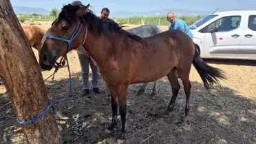 Söke'de Ruam Hastalığı Taraması