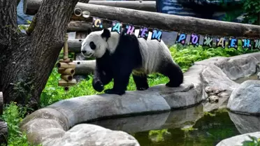 Moskova'da Dev Panda İkincinçinin Doğum Günü Kutlandı