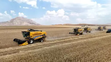 Ulaş'ta Tritikale Hasadı Başladı