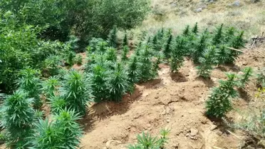 Bingöl'de Uyuşturucu Operasyonu: 2.365 Kök Kenevir Ele Geçirildi