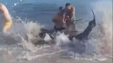 Çeşme'de Kıyıya Vuran Orkinoslar İnceleniyor
