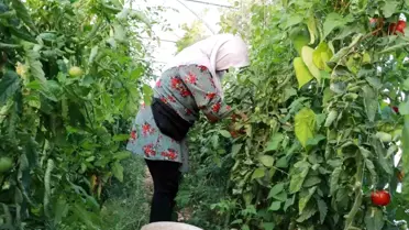 Domates Umudu: Seracılıkla Yeniden Doğuş