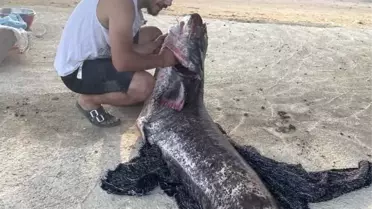 Meriç Nehri'nde Dev Yayın Balığı Yakalandı