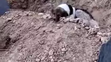 Sadık Köpek Sahibinin Mezarından Ayrılmıyor
