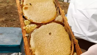 NÖHÜ'den 2 Ton Bal Hasadı