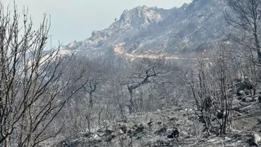 Ormanlar Tehdit Altında!